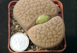 Lithops hookerii