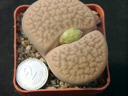 Lithops hookerii