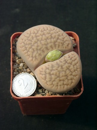 Lithops hookerii