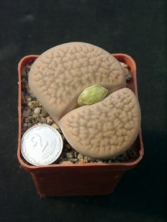 Lithops hookerii
