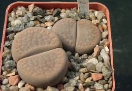 Lithops hookerii Niekerkshoop