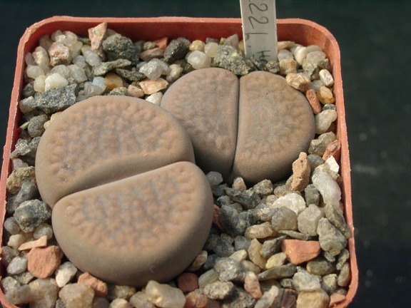 Lithops hookerii Niekerkshoop