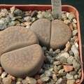 Lithops hookerii Niekerkshoop