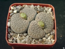 Lithops hookerii v dabneri