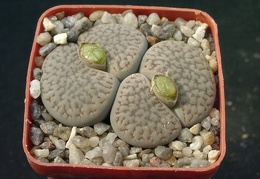 Lithops hookerii v dabneri