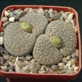 Lithops hookerii v dabneri