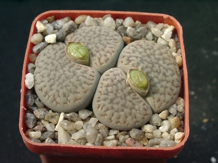 Lithops hookerii v dabneri