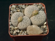 Lithops hookerii v elephina