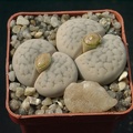 Lithops hookerii v elephina