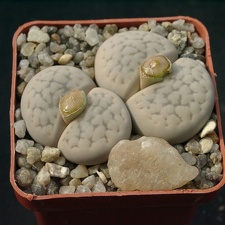 Lithops hookerii v elephina