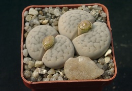 Lithops hookerii v elephina