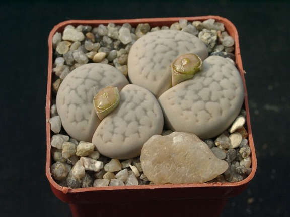 Lithops hookerii v elephina
