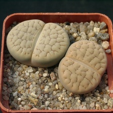 Lithops hookerii v lutea