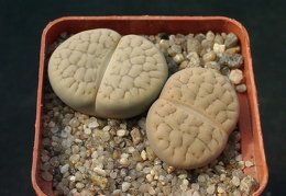 Lithops hookerii v lutea