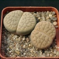Lithops_hookerii_v_lutea.jpg