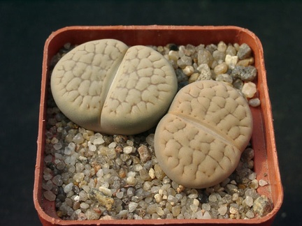 Lithops hookerii v lutea