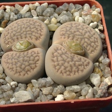Lithops hookerii v marginata