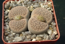 Lithops hookerii v marginata