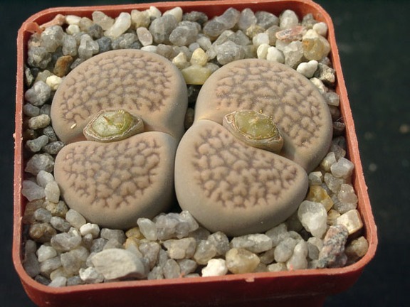 Lithops hookerii v marginata