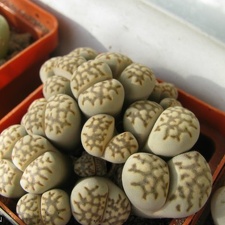 Lithops julii Sch FG