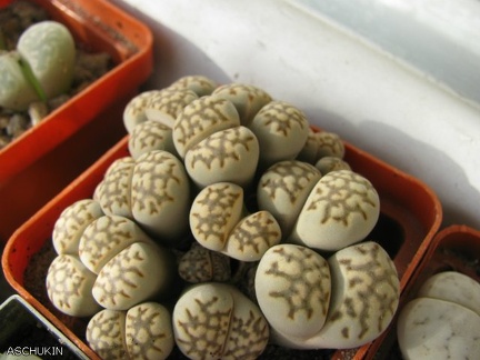 Lithops julii Sch FG