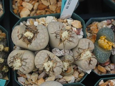 Lithops julii chrysocephala  pallid form