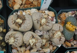 Lithops julii chrysocephala  pallid form