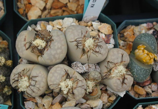 Lithops julii chrysocephala  pallid form