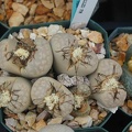 Lithops julii chrysocephala  pallid form