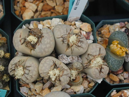 Lithops julii chrysocephala  pallid form