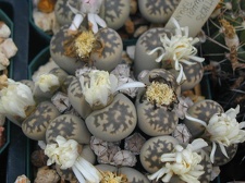 Lithops julii ssp  fulleri v  brunnea
