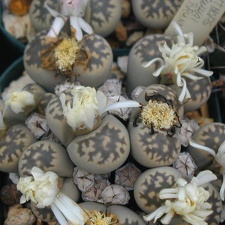 Lithops julii ssp  fulleri v  brunnea