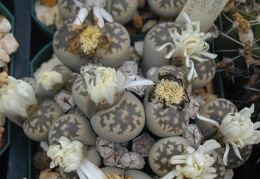 Lithops julii ssp  fulleri v  brunnea