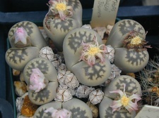 Lithops julii ssp  fulleri v  brunnea pink fl