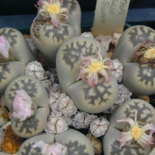 Lithops julii ssp  fulleri v  brunnea pink fl