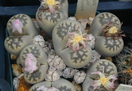 Lithops julii ssp  fulleri v  brunnea pink fl