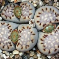 Lithops julii ssp  fulleri v  fulleri C 056
