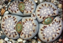 Lithops julii ssp  fulleri v  fulleri C 056