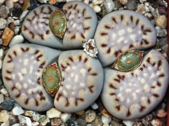 Lithops julii ssp  fulleri v  fulleri C 056
