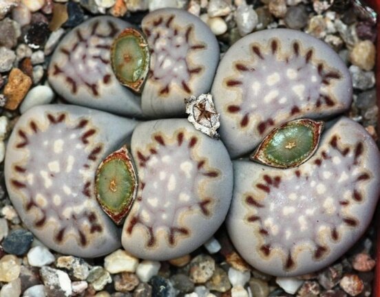 Lithops julii ssp  fulleri v  fulleri C 056