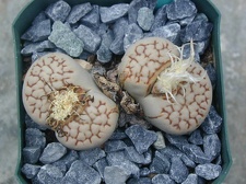 Lithops julii ssp  julii reticulata