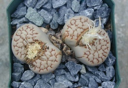 Lithops julii ssp  julii reticulata