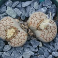 Lithops julii ssp  julii reticulata
