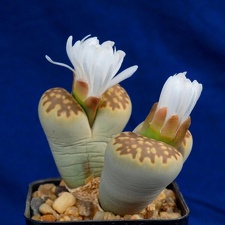 Lithops julii ssp fulleri v brunnea C179