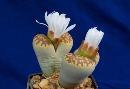 Lithops julii ssp fulleri v brunnea C179