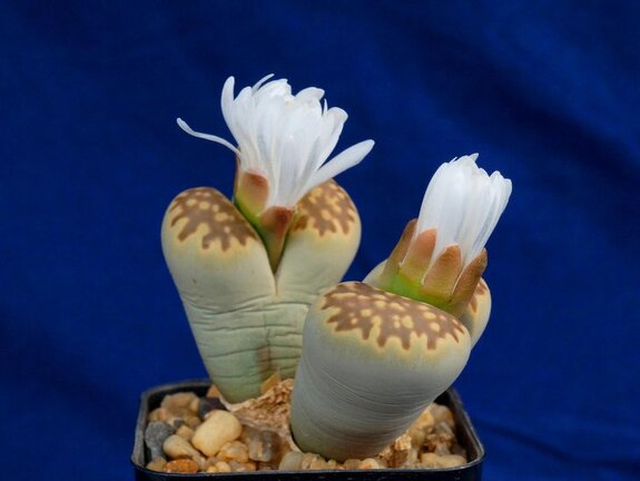 Lithops julii ssp fulleri v brunnea C179