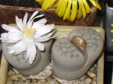 Lithops julii ssp julii C063 Sch FG