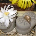 Lithops julii ssp julii C063 Sch FG