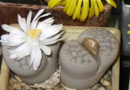 Lithops julii ssp julii C063 Sch FG