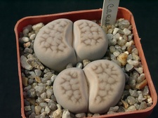 Lithops karasmontana